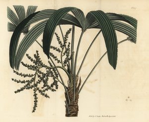 Breitblättrige Steckenpalme von Unbekannt