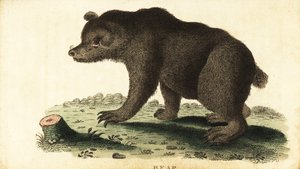 Braunbär, Ursus arctos