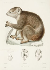 Brauner Koala von Unbekannter Künstler