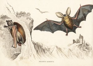 Braunes Langohren oder Gemeines Langohren. Handkolorierte Stahlgravur aus Georg Friedrich Treitschkes Galerie der Naturgeschichte, Naturhistorischer Bildersaal des Thierreiches, Leipzig-1842.