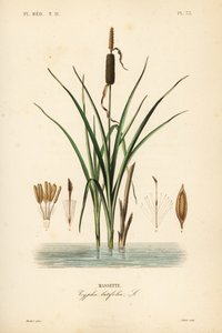 Rohrkolben oder Breitblättriger Rohrkolben, Typha latifolia
