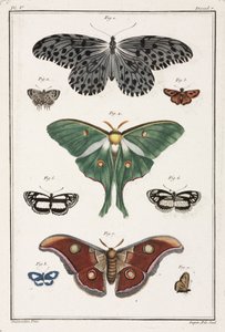 Schmetterlinge
