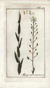 Leindotter (Camelina sativa). Lithographie aus „Afbeelding der Artseny-Gewassen“ von Johannes Zorn (1739-1799), Niederlande