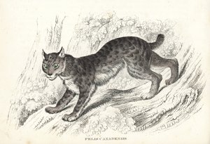 Kanadischer Luchs, Lynx canadensis (Felis canadensis). Handkolorierte Lithographie aus Georg Friedrich Treitschkes Galerie der Naturgeschichte, Naturhistorischer Bildersaal des Tierreiches, Leipzig-1842