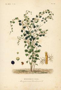 Kanadische Mondkern oder Gelbe Parilla, Menispermum canadense, Menisperme du Canada von Unbekannt