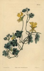 Kanarienschlingpflanze, Indische Kresse oder bewimpertes Tropaeolum, Tropaeolum peregrinum von Unbekannt