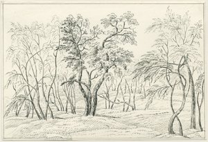 Cannock Chase (Zeichnung)