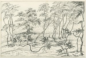 Cannock Chase (Zeichnung)