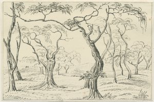Cannock Chase (Zeichnung)