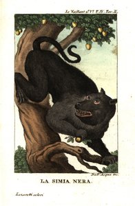 Kap-Baboon oder Chacma-Baboon, Papio ursinus. Von Francois Le Vaillant von Unbekannter Künstler