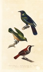 Kapstar, Bokmakierie und Rostrücken-Ameisenvogel