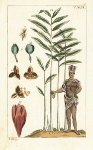 Kardamombaum, Elettaria cardamomum von Unbekannter Künstler