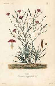 Nelke, Dianthus caryophyllus