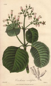 Cartagena-Rinde, Cinchona cordifolia von Unbekannter Künstler