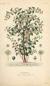 Katzenbriarie, Smilax glauca, Sarsaparille, Handkolorierter Stahlstich von Debray nach einer botanischen Illustration von Edouard Maubert aus Pierre Oscar Reveil, A von Unbekannt