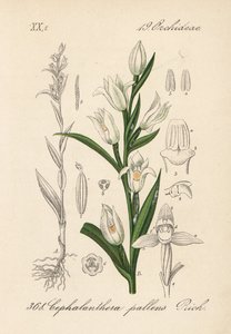 Schwertblättrige Waldvöglein, Cephalanthera longifolia (Cephalanthera pallens). Handkolorierte Lithographie aus Diederich von Schlechtendals Deutsche Flora (Flora von Deutschland), Jena von Unbekannter Künstler