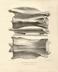 Halswirbel von Macrauchenia, einem prähistorischen Tier, das Charles Darwin während seiner Forschungsreise an Bord der Beagle fand. Die Zoologie der Reise der H.M.S. Beagle unter dem Kommando von Kapitän Fitzroy in den Jahren 1832 bis 1836