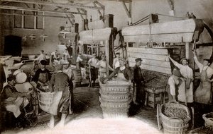 Champagne: Traubenpressen im Erntehaus Saint-Helene, Moet & Chandon Epernay Haus