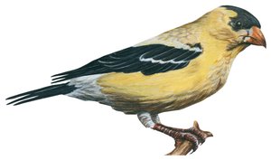 Stieglitz (Carduelis tristis) von Unbekannter Künstler