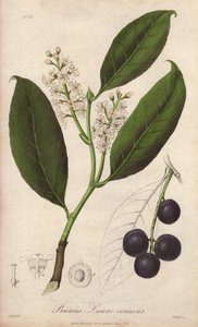 Kirschlorbeer oder Lorbeer-Mandel oder Lorbeer-Pame oder Trebizond-Lorbeer (Prunus Lauro-cerasus) - Illustration aus „Medical Botanical, Description of the Medicinal Plants of London, Edinburgh and Dublin“ von John Stephenson und James Morss Churchill von Unbekannter Künstler