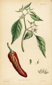 Paprika, Capsicum annuum. Handkolorierte Lithographie von Henry Sowerby nach einer Illustration von L.W. aus Edward Hamiltons Flora Homeopathica von Unbekannter Künstler