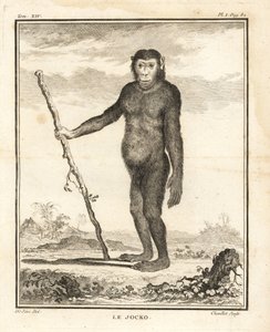 Schimpanse, Pan troglodytes. Der Jocko. Gefährdet. Kupferstich von Chevillet nach einer Illustration von Jacques de Seve aus Georges-Louis Leclerc, Comte de Buffon