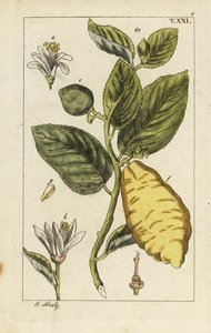 Zitrone mit Frucht, Blättern und Blüten, Citrus medica