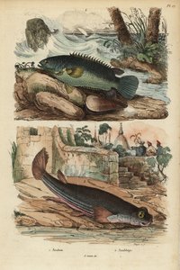 Kletterbarsch, Anabas testudineus, und Vieraugenfisch, Anableps anableps