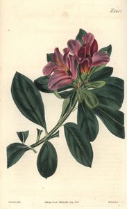 Büschel lila Blüten einer indischen Azalee. Illustration von C. Curtis, Gravur von Weddell. Radierung im Curtis Botanical Magazine, von Samuel Curtis