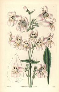 Cobaea-blütiger Penstemon, Penstemon cobaea. Handkolorierte Kupferstichgravur von Weddell nach J. McNab aus John Lindley und Robert Sweet