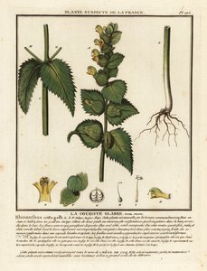 Hahnenkamm, Rhinanthus crista-galli