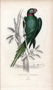 Halsbandsittich, Psittacula krameri. Psittacus torquatus. Lithographie von Joseph Kidd, basierend auf einer Zeichnung von John Audubon, in Miscellany of Natural History: Parrots, Sir Thomas DiK Lauder und Captain Thomas Brown, veröffentlicht in Edinburgh, 
