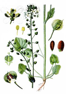 Gewöhnliches Löffelkraut, Cochlearia officinalis