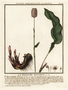 Schlangen-Knöterich, Persicaria bistorta