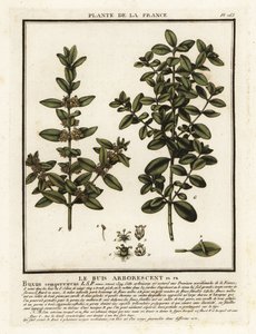 Buchsbaum, Buxus sempervirens von Unbekannter Künstler