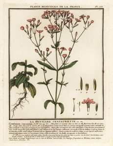 Tausendgüldenkraut, Centaurium erythraea