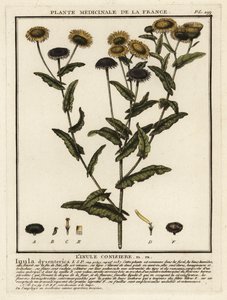 Gemeines Flohkraut, Pulicaria dysenterica von Unbekannter Künstler