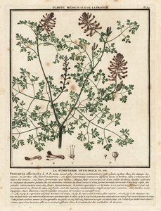 Erdrauch, Fumaria officinalis