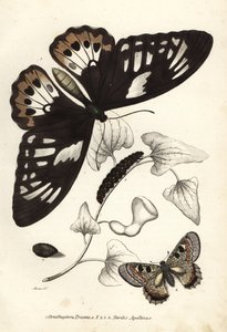 Gewöhnlicher grüner Vogelflügler, Ornithoptera priamus, Schmetterling, Raupe und Puppe, und falscher Apollo, Archon apollinus (Doritis apollinus). Handkolorierte Lithographie aus Georg Friedrich Treitschkes Galerie der Naturgeschichte, Naturhistorischer Bi