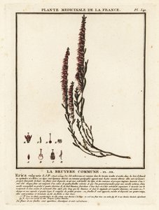 Besenheide, Calluna vulgaris