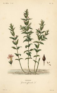 Gnadenkraut, Gratiola officinalis von Unbekannt
