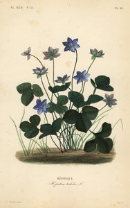 Leberblümchen