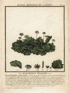 Gemeine Lebermoos, Marchantia polymorpha