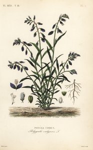 Gewöhnlicher Kreuzblütler, Polygala vulgaris von Unbekannt