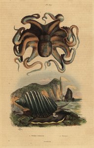 Gemeiner Krake, Octopus vulgaris 1, und Meeresschnecke, Dicathais orbita 2