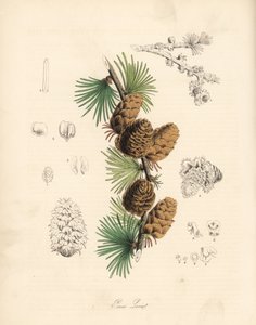 Gemeine oder Europäische Lärche - Weiße Lärche, Larix decidua (Larix europaea), Blatt, Zweig und Zapfen. Handkolorierte Zinkographie von C. Chabot, gezeichnet von Miss M. A. Burnett aus ihrem Plantae Utiliores: or Illustrations of Useful Plants, Whittaker,