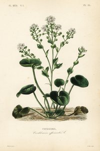 Löffelkraut