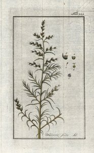 Gewöhnliche Soda (Salsola soda). Lithographie aus „Afbeelding der Artseny-Gewassen“ von Johannes Zorn (1739-1799), Niederlande