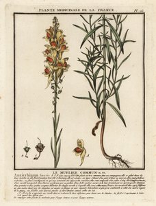 Gewöhnliches Leinkraut, Linaria vulgaris