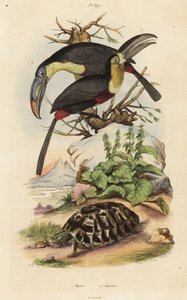 Griechische Landschildkröte, Testudo graeca 1, Schwefelbrusttukan, Ramphastos sulfuratus 2, und Weißkehltukan, Ramphastos tucanus 3 von Unbekannt